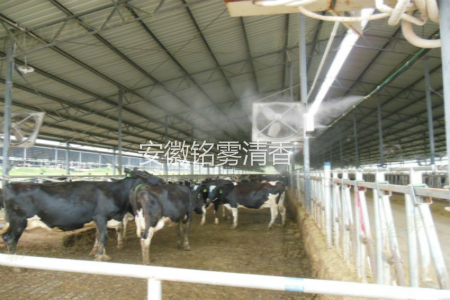 山东省莱芜市养牛场喷雾降温除臭-已竣工(图2)